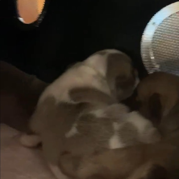 Pea Pod pet carrier - Picture 4 of 8